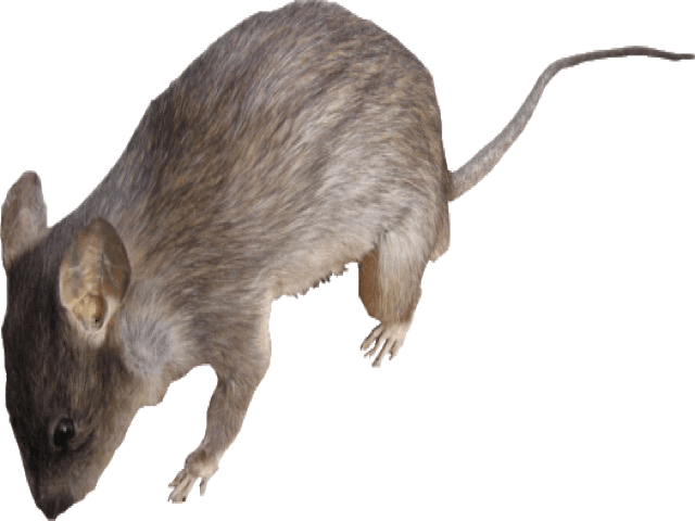rat etend Ultra_sound_systeem_tegen_ratten_muizen_vleermuizen_chauvesourris